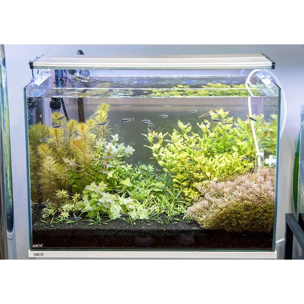 （水草）ＧＥＸ　グラステリア６００　水上葉　レイアウトセット　６０ｃｍ水槽用　８種＋Ｃｒｙ．パルヴァ（２ポット）　本州四国限定　お一人様１点限り　ＣＲＣ10―11―03―10―40