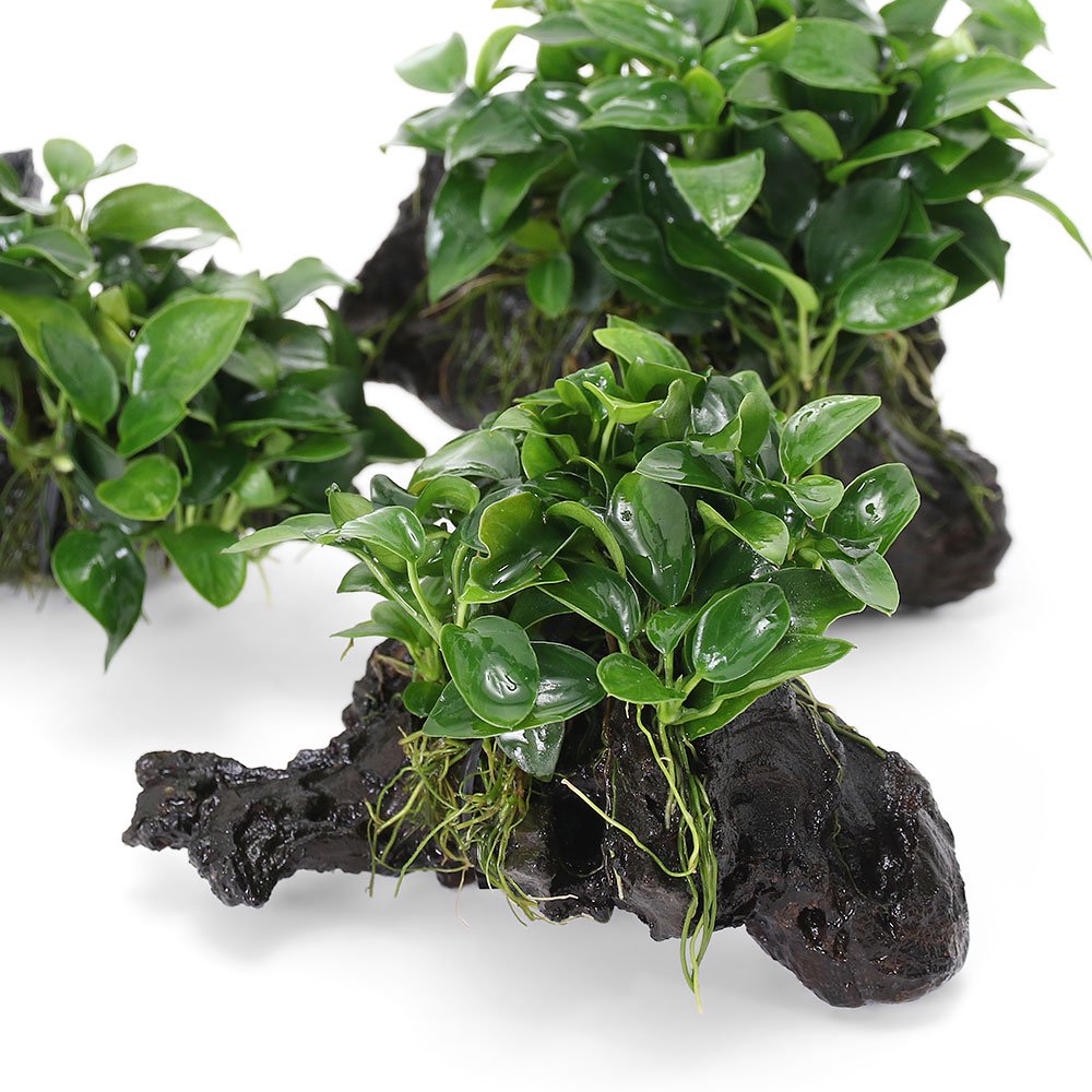 （水草）活着済　アヌビアスナナ　プチ　流木　ＳＳサイズ（約１０ｃｍ）（水上葉）（３本）　北海道・九州航空便要保温　ＣＲＣ12―60―10―30―00 5,829円