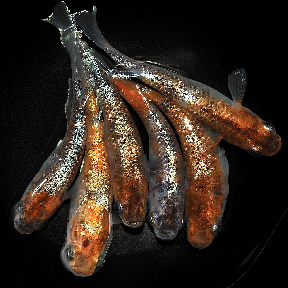 （めだか）三色マリアージュメダカ（１０匹）　北海道・九州航空便要保温　ＣＲＣ60―20―22―70―20