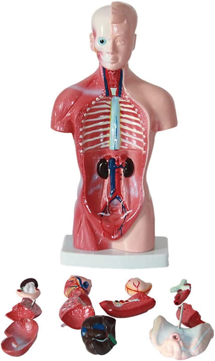 人体模型 おもちゃ 解剖 骨格模型 骨格標本 日本語説明書付属 学習キット