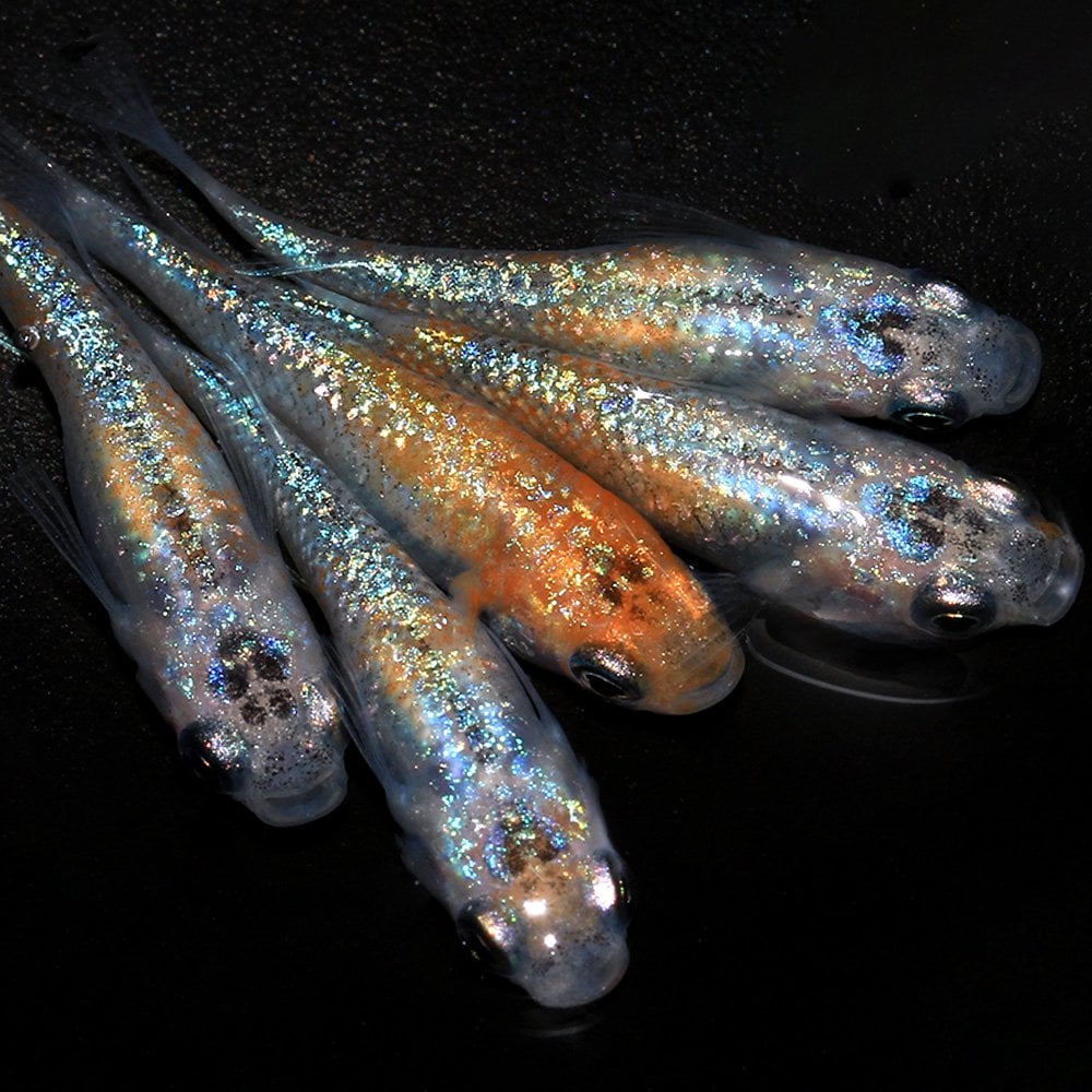 （めだか）宮桜メダカ　宮本養魚場直系（５匹）　ＣＲＣ60―20―55―50―00