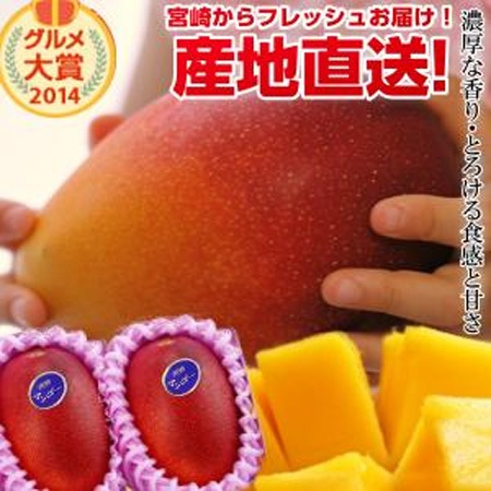 特大宮崎完熟マンゴー 特大玉2玉 宮崎からお届けする南国の香り・とろける美味しさがいっぱいの完熟マンゴー地元宮崎だからこそできる鮮度＆産直でお届け お中元 青果物 フルーツギフト 父の日