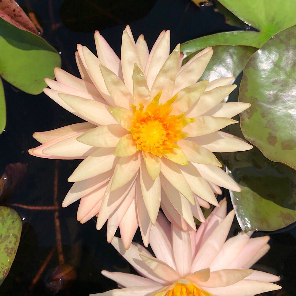 （ビオトープ）睡蓮　温帯性睡蓮（スイレン）（オレンジ）タンマラクサ　Ｔｈａｍｍａｒａｋｓａ（１ポット）　ＣＲＣ15―10―10―35―00