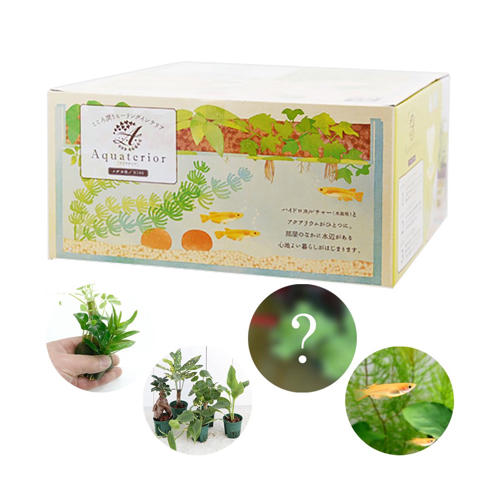 （めだか）（水草）私のアクアリウム　アクアテリア　Ｎ１９０　メダカ飼育セット（生体・植物付き）おしゃれ水槽セット　本州四国限定　ＣＲＣ10―11―03―10―10