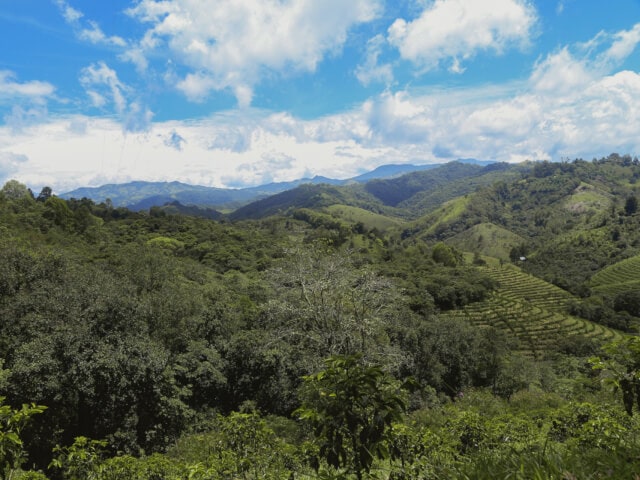 コーヒー生豆 1kg コロンビア ファンマルティン シドラ ウォッシュド 大山珈琲