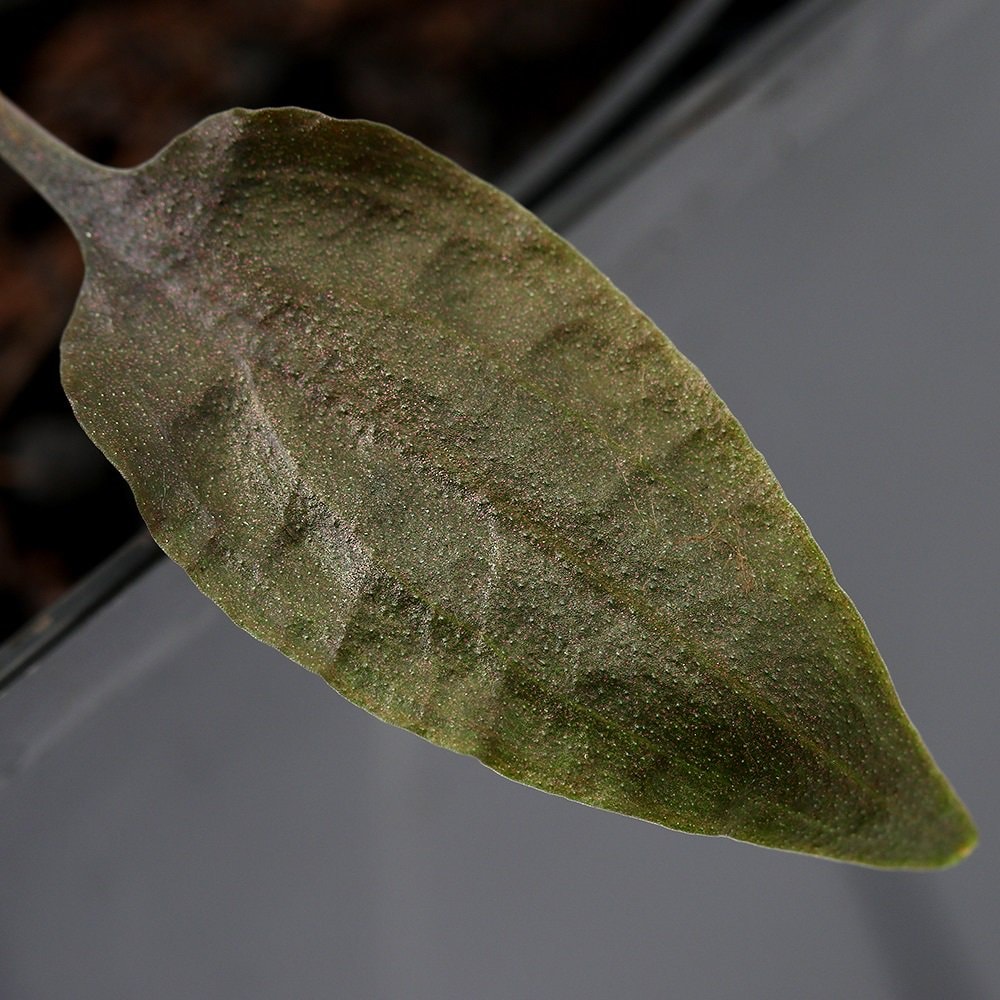 （水草）クリプトコリネｓｐ．ＬＩＮＧＧＡ－１　Ｒｉａｕ産（無農薬）（１ポット）　北海道・九州航空便要保温　ＣＲＣ12―72―40―00―00