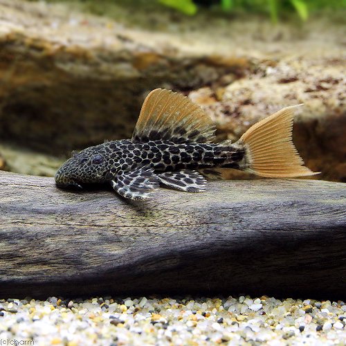 （熱帯魚）スーパーオレンジフィンレオパード・トリム　ソリッドテール　ローライマ（ブリード）（１匹）　北海道・九州航空便要保温　ＣＲＣ13―44―50―00―00