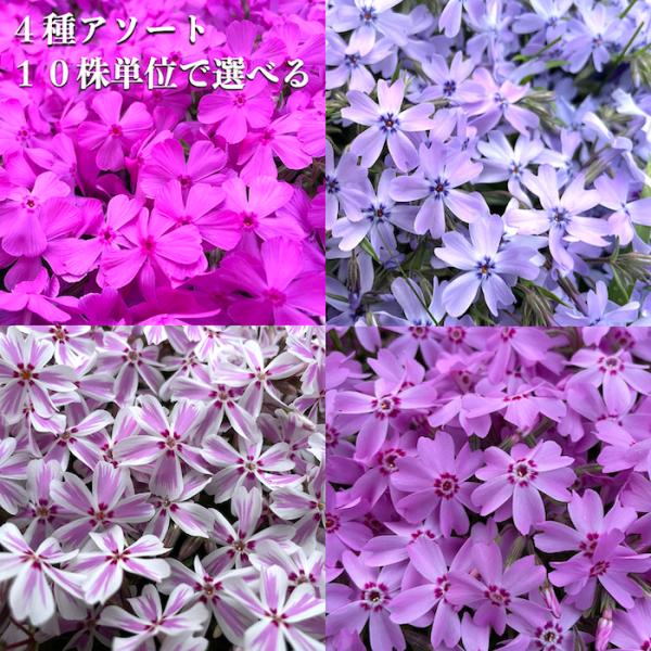 芝桜 苗 4種アソート 9cmポット苗 40株セット ミックス ダニエル　オーキントン キャンディ オータムローズ シバザクラ