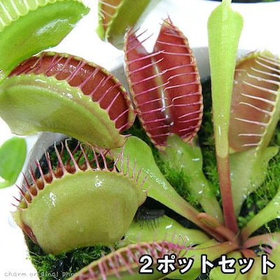 食虫植物　ハエトリソウ Biohazard 2 CK 食虫植物 ハエトリソウ Biohazard 2 CK