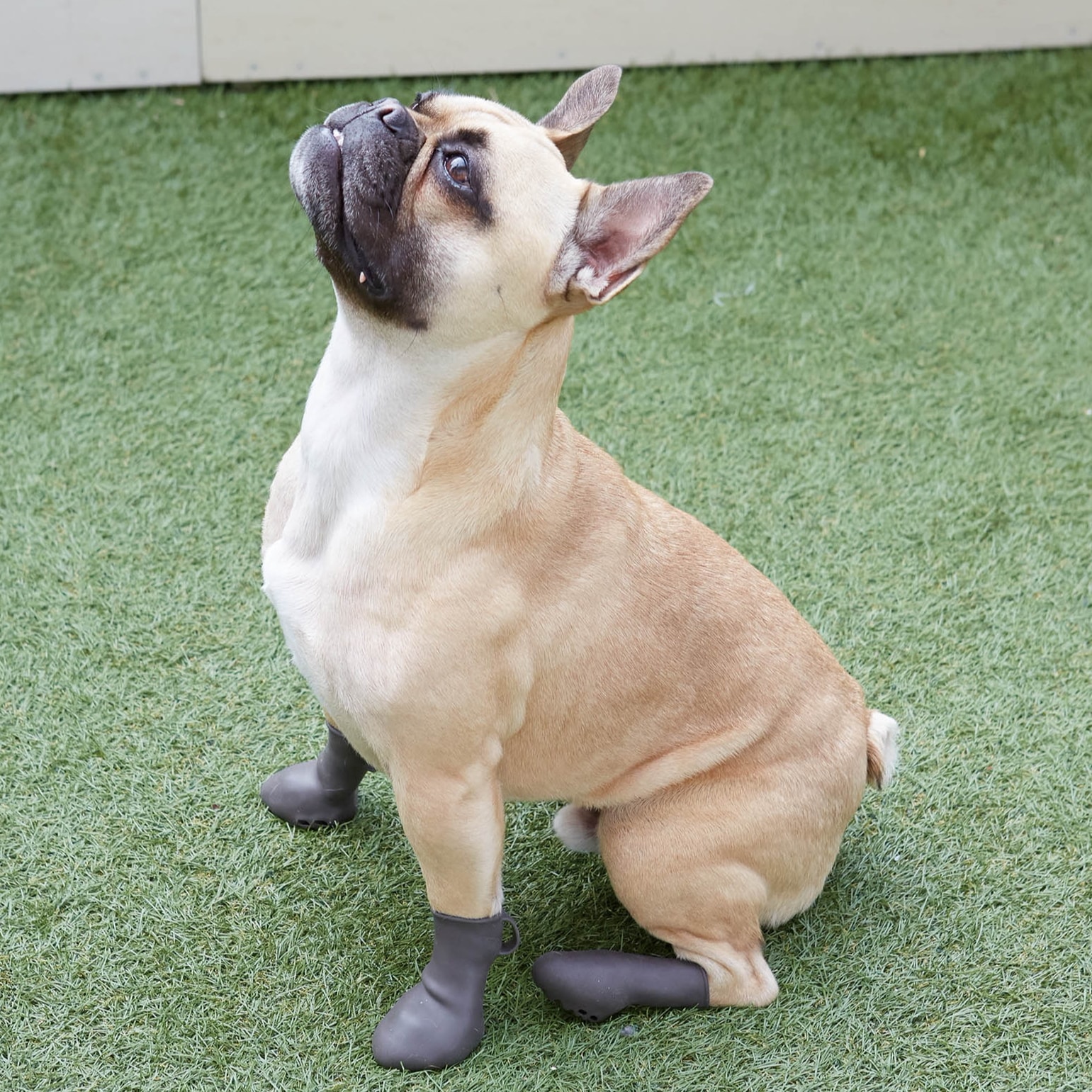 犬 靴 犬靴 犬の靴 ドッグシューズ 散歩 パウテクト 肉球保護 保護 脱げない 履かせやすい 通気性 足舐め対策 汚れ防止 肉球火傷防止 室内 滑り止め 床保護 ダークブラウン