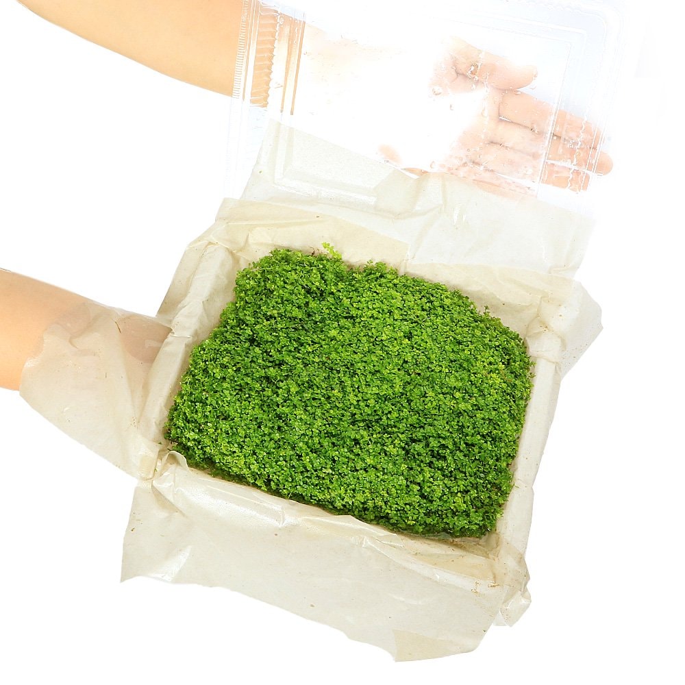 （水草）大盛りキューバパールグラス（水上葉）（無農薬）（１パック）　ＣＲＣ12―30―44―00―00