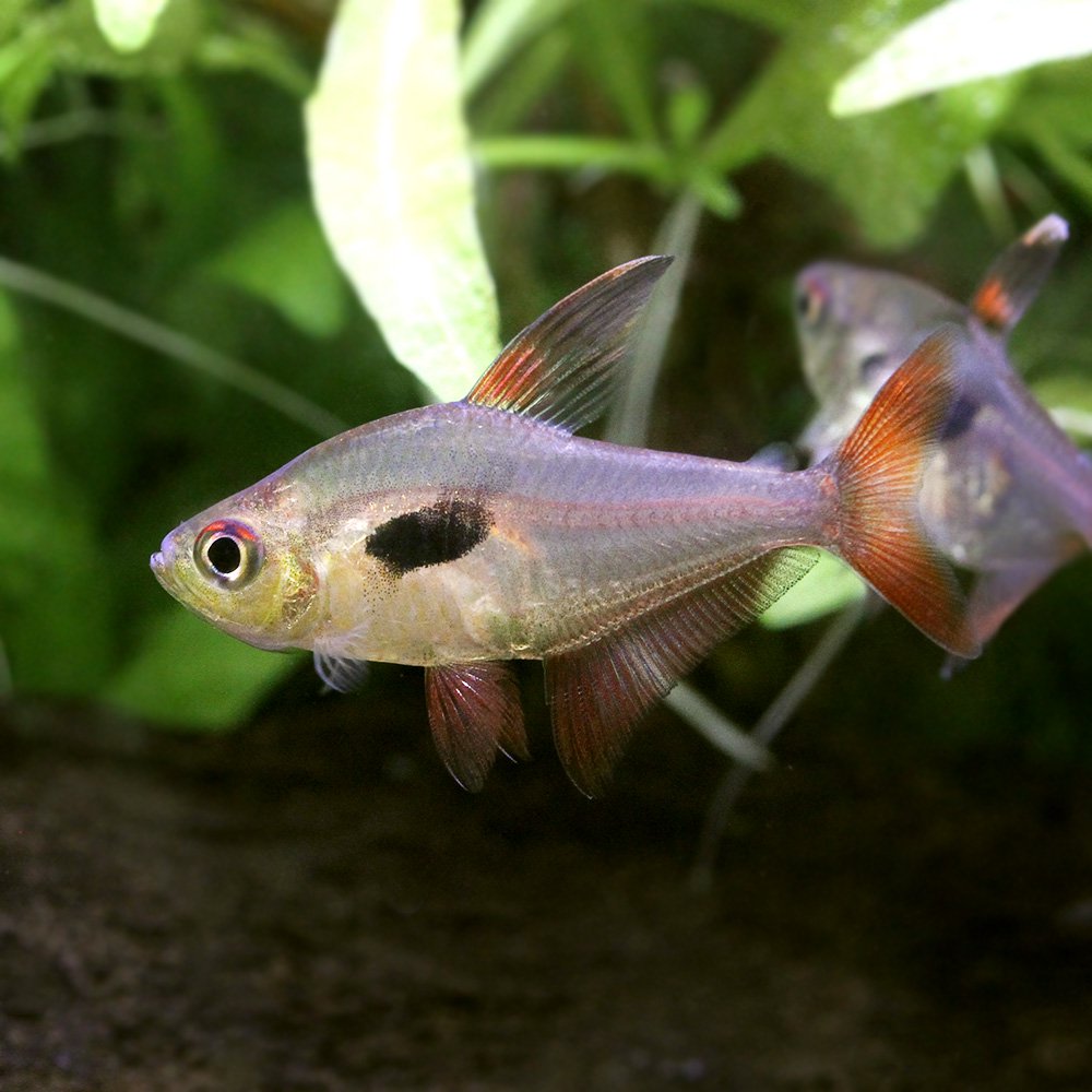 （熱帯魚）ハイフェソブリコン・エピカリス（ワイルド）（３匹）　北海道・九州航空便要保温　ＣＲＣ13―20―10―20―00