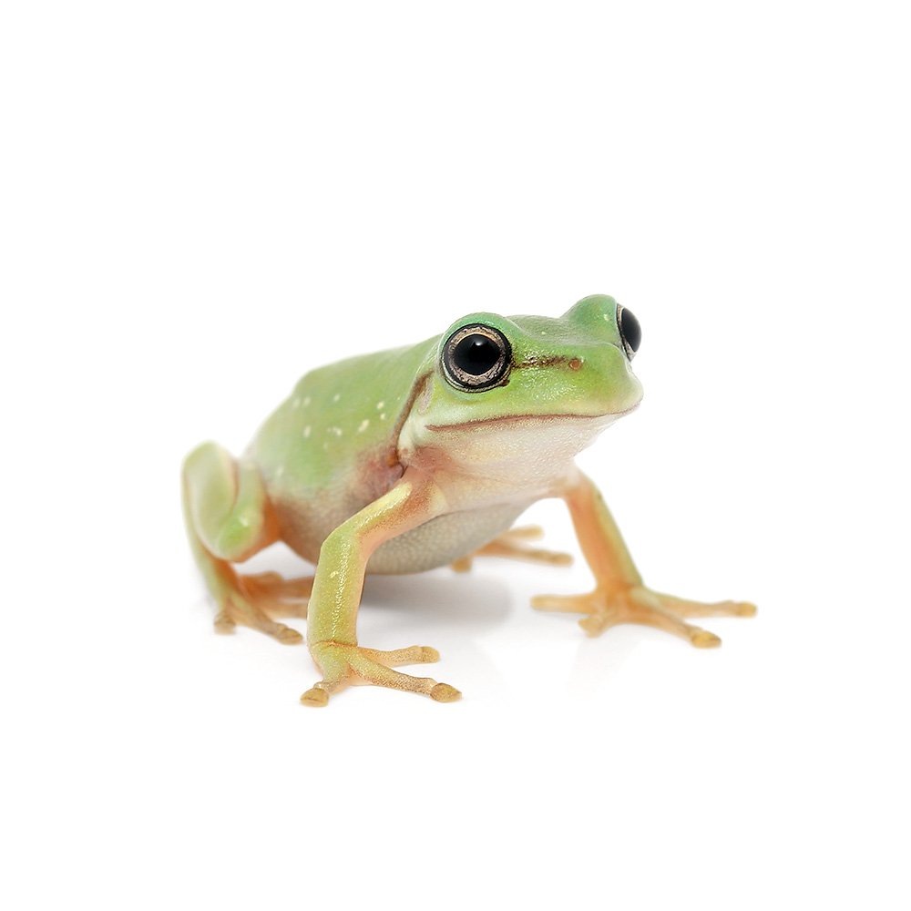 （両生類）イエアメガエル　スノーフレーク　ＣＢ　ベビーサイズ（１匹）　北海道・九州航空便要保温　ＣＲＣ17―05―35―10―00 7,458円