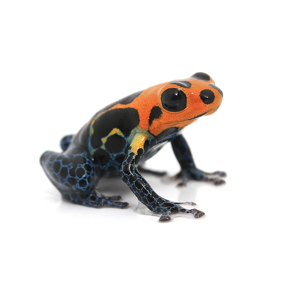 （両生類）国内ブリード　イミテーターヤドクガエル　バラデロｖａｒａｄｅｒｏ（１匹）　ＣＲＣ17―05―35―20―00