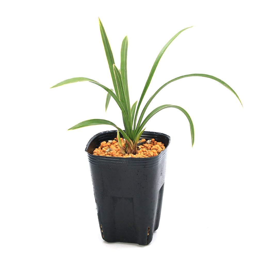 （山野草）シュンラン（春蘭）月桂冠（ゲッケイカン）３号（１ポット）日本春蘭　古典園芸　ＣＲＣ15―35―12―00―00 5,080円