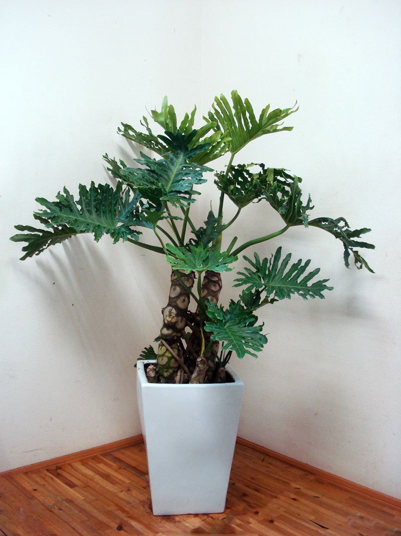 お洒落なスクエア陶器鉢仕立てセローム／130cm前後(１２号)