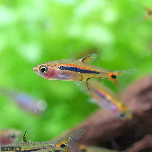 （熱帯魚）ボララス・ウロフタルモイデス（３０匹）　北海道・九州航空便要保温　ＣＲＣ13―24―31―00―00