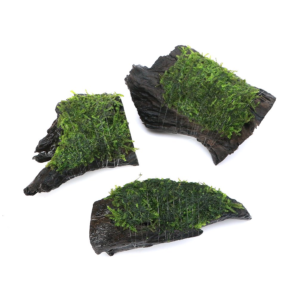 （水草）巻きたて　ウィーピングモス　流木ＳＳサイズ（約１０ｃｍ）（無農薬）（水中葉）（３個）　ＣＲＣ12―18―60―85―00