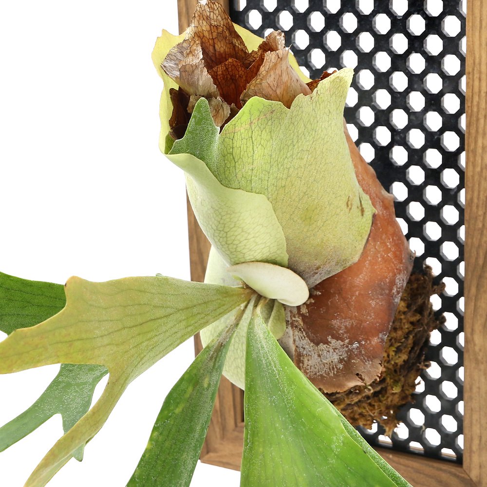 （観葉植物）コウモリラン　ビカクシダ　ハンギングボード仕立て　大（１個）　ＣＲＣ90―62―20―00―00 7,557円