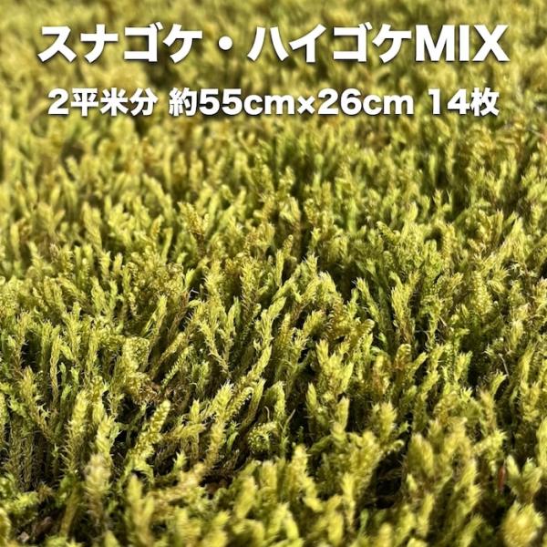 スナゴケ ハイゴケ ハイブリッド 2種ミックス 約2平米分 55cm26cm 14枚入り 砂苔 這苔 苔 コケ 苔 日本庭園
