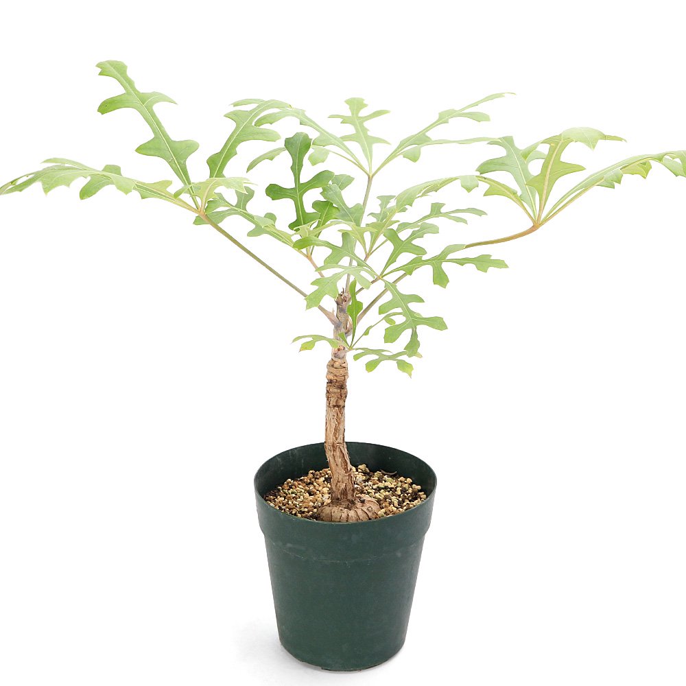 （多肉植物）クッソニア　パニクラータ　５号（１鉢）　ＣＲＣ15―60―75―00―00