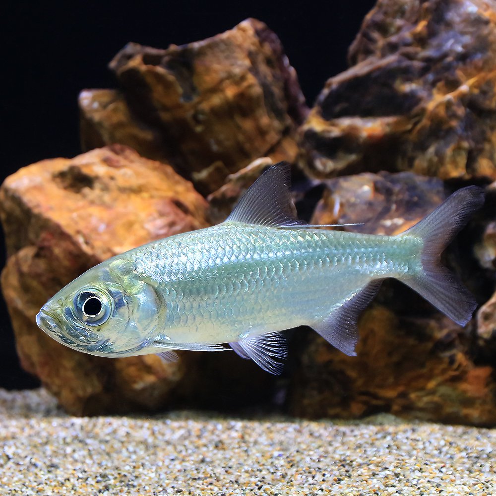 （熱帯魚）パシフィックターポン　Ｍサイズ（１匹）　北海道航空便要保温　ＣＲＣ13―56―90―00―00