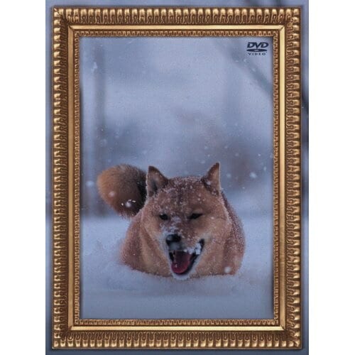 電気グルーヴ ／ レオナルド犬プリオ (DVD) KSBL-5894