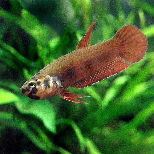 （熱帯魚）ベタ・ルブラ（ワイルド）（１ペア）　北海道・九州航空便要保温　ＣＲＣ13―32―08―00―00