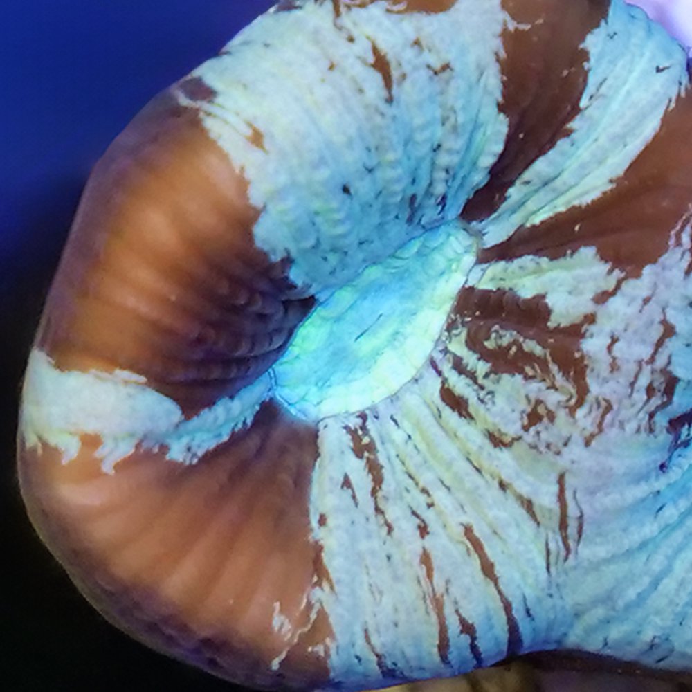 （サンゴ）フラグサンゴ　オーストラリア産　キクメイシｓｐ．チョコミント　Mサイズポリカプラグ付き（１個）ｙｌ‐４４　北海道・九州航空便要保温　ＣＲＣ26―50―80―00―00