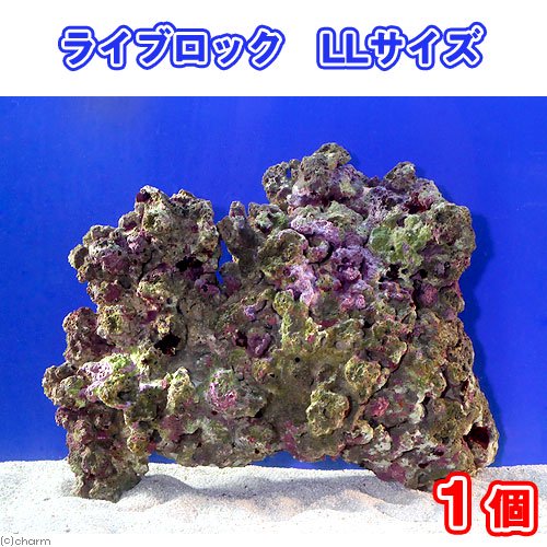 （海水魚）ライブロック　ＬＬサイズ（１個）（形状お任せ）　ＣＲＣ26―55―30―30―00 7,921円