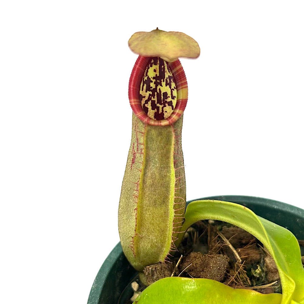 （食虫植物）ウツボカズラ　ネペンテス　（ラジャXビーチ）Xノーシアナ　２．５号（１鉢）　ＣＲＣ17―80―50―00―00