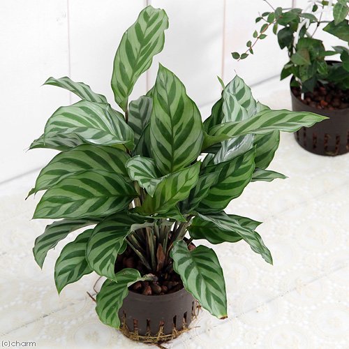 （観葉植物）おまかせハイドロ苗　９φ　Ｌサイズ（５ポット）　ＣＲＣ15―42―51―09―00 5,123円