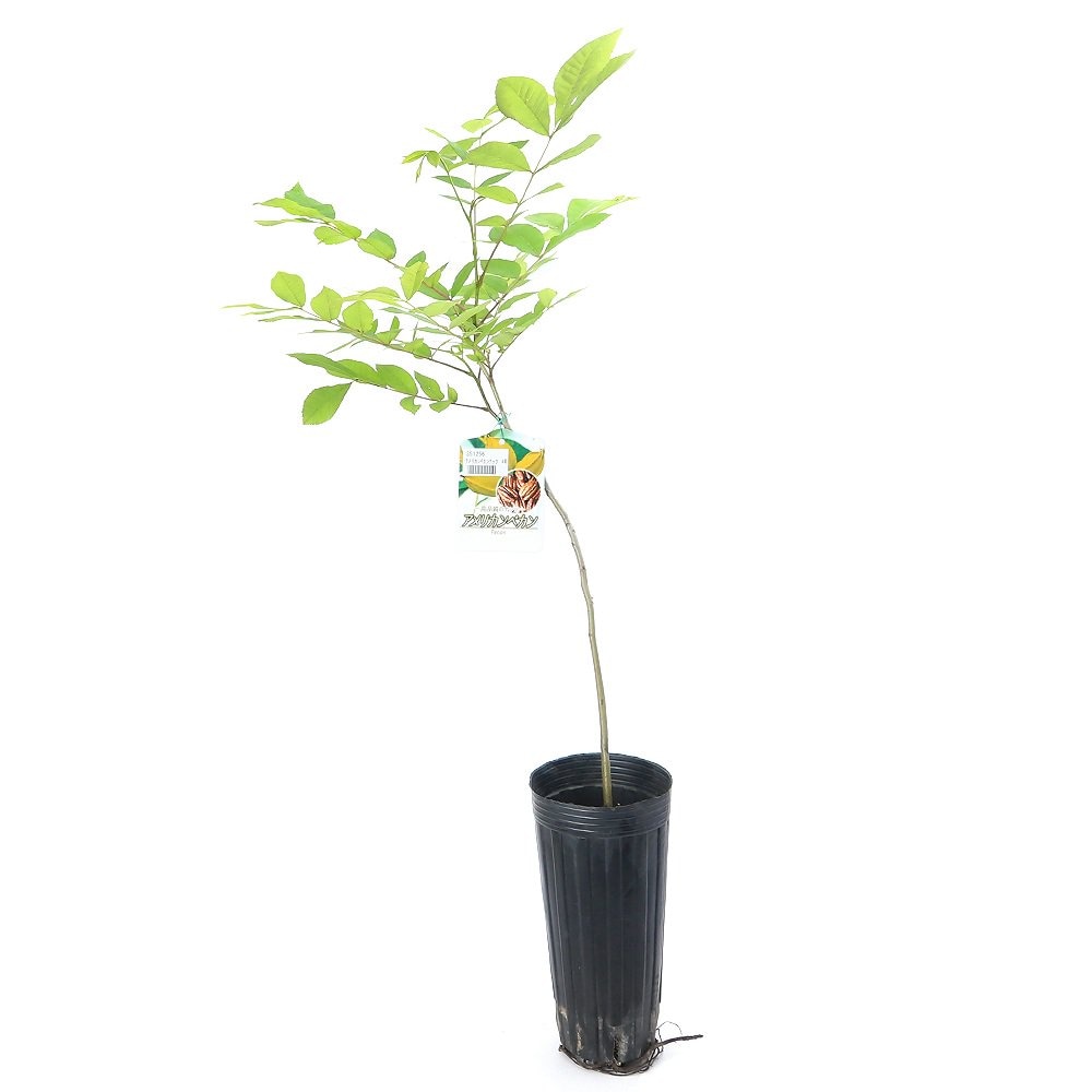 （観葉植物）果樹苗　アメリカンペカンナッツ　４号（１ポット）　家庭菜園　ＣＲＣ15―75―10―50―00