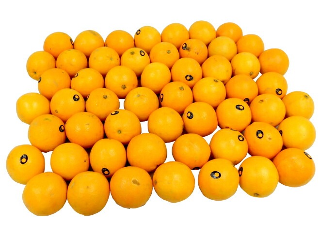 =ネーブルオレンジ= 約10kg 大きさおまかせ アメリカ/オーストラリア産 予約 入荷次第発送