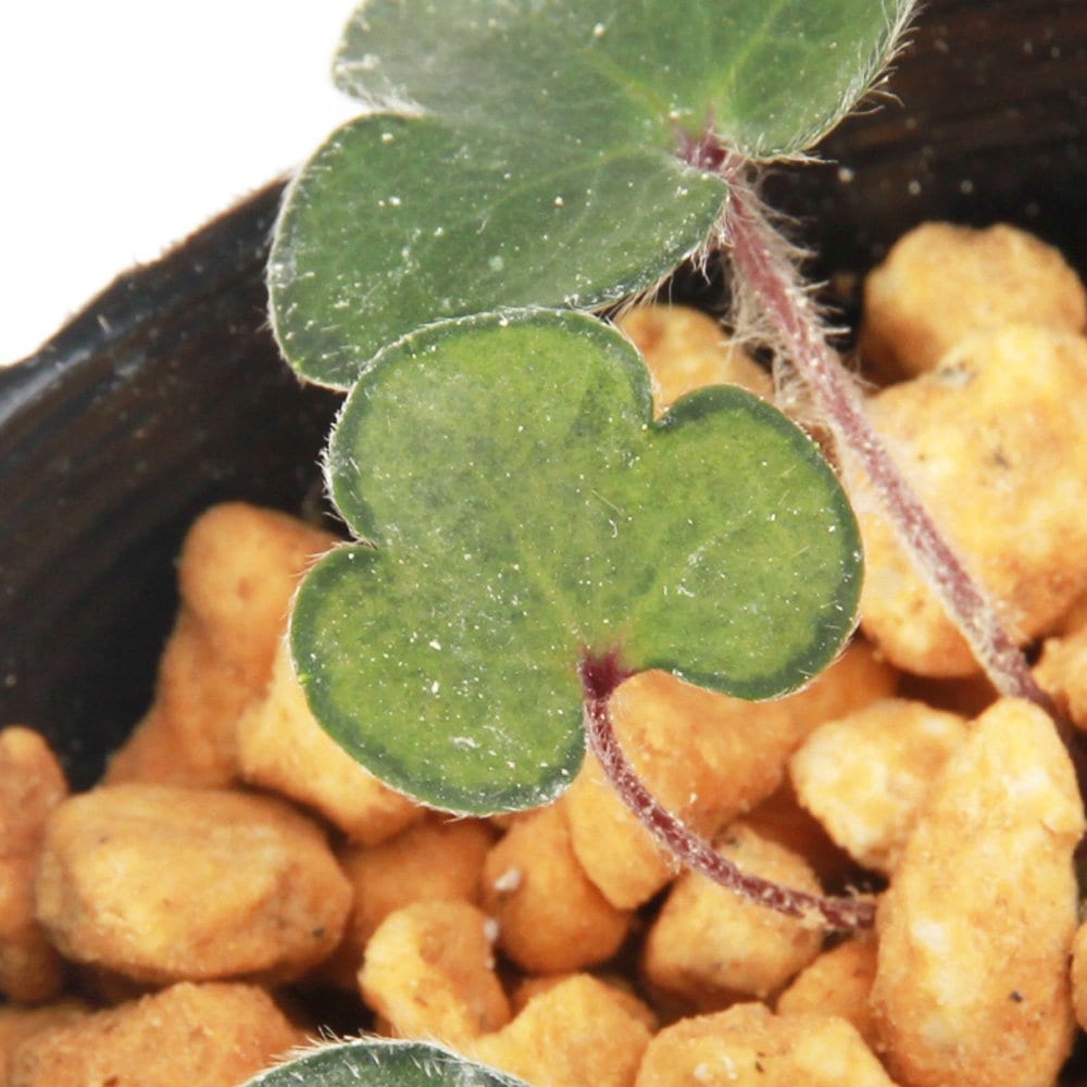 （山野草）ユキワリソウ（雪割草）緑鳳（リョクホウ）葉芸品　３号（１ポット）　ＣＲＣ15―35―12―00―00