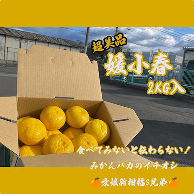 みかん Qoo10] みかんバカ黄色の衝撃！美品！媛小春 2K : 食品