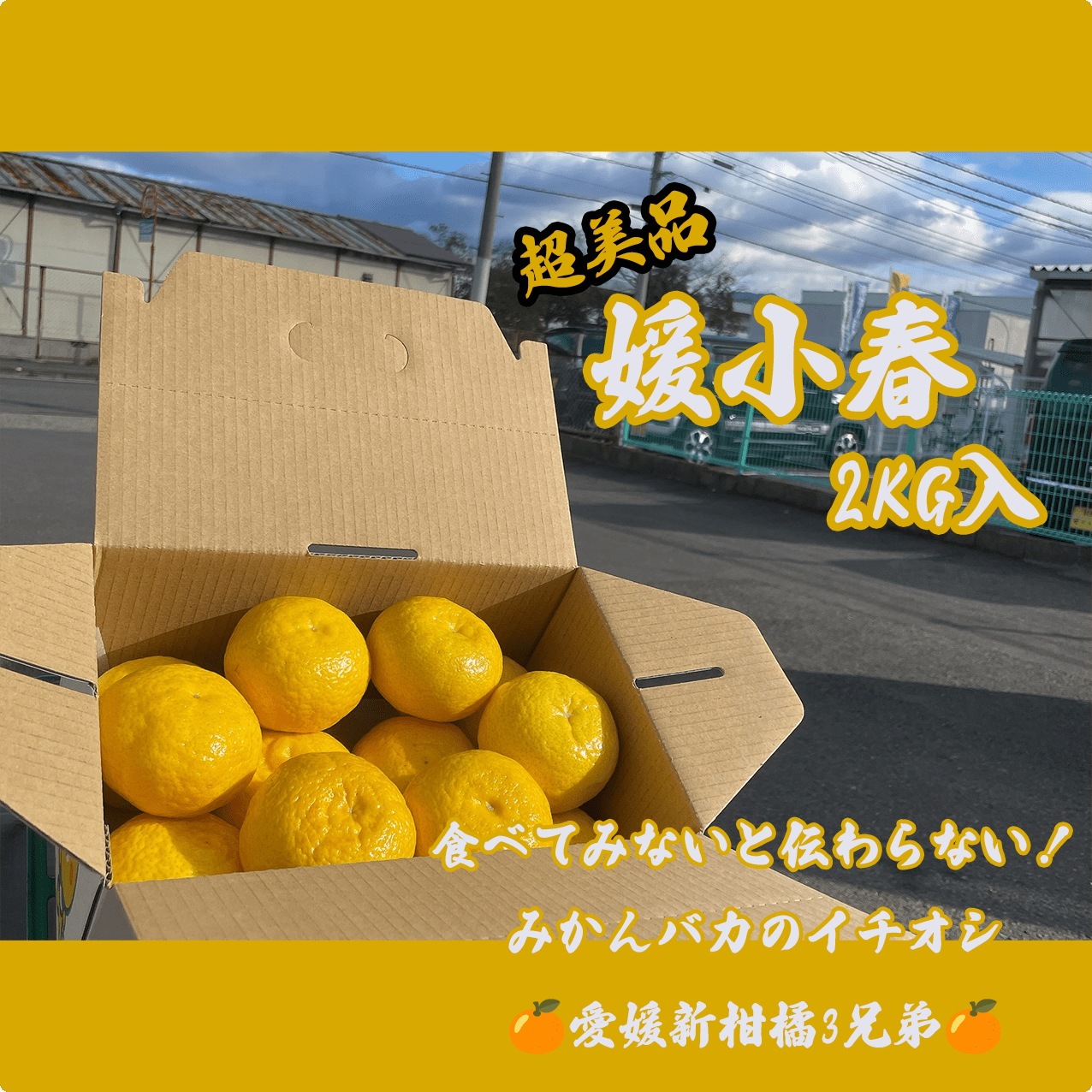 Qoo10] みかんバカ黄色の衝撃！美品！媛小春 2K : 食品