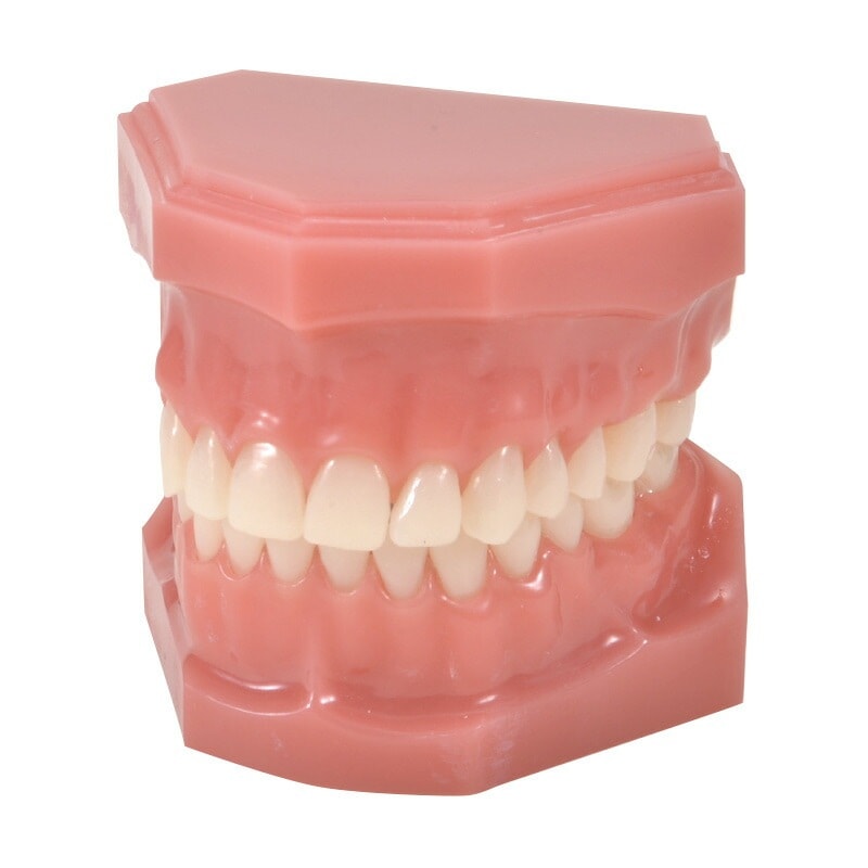 シンプル顎模型 1個