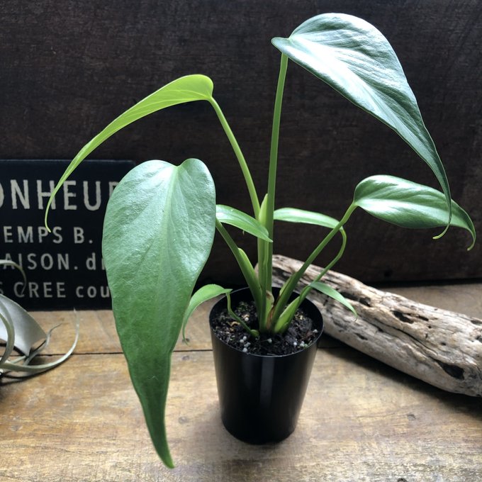 モンステラ　『バールマルクスフレーム』 希少品種 切れ込み細葉