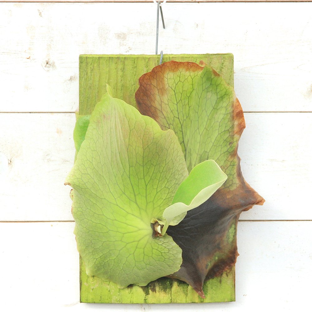 （観葉植物）ビカクシダ　エリソティス　板付き　活着済み（１株）　ＣＲＣ15―20―25―45―00