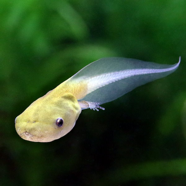 （両生類）サビトマトガエル　Ｓサイズ（１匹）　北海道・九州航空便要保温　沖縄別途送料