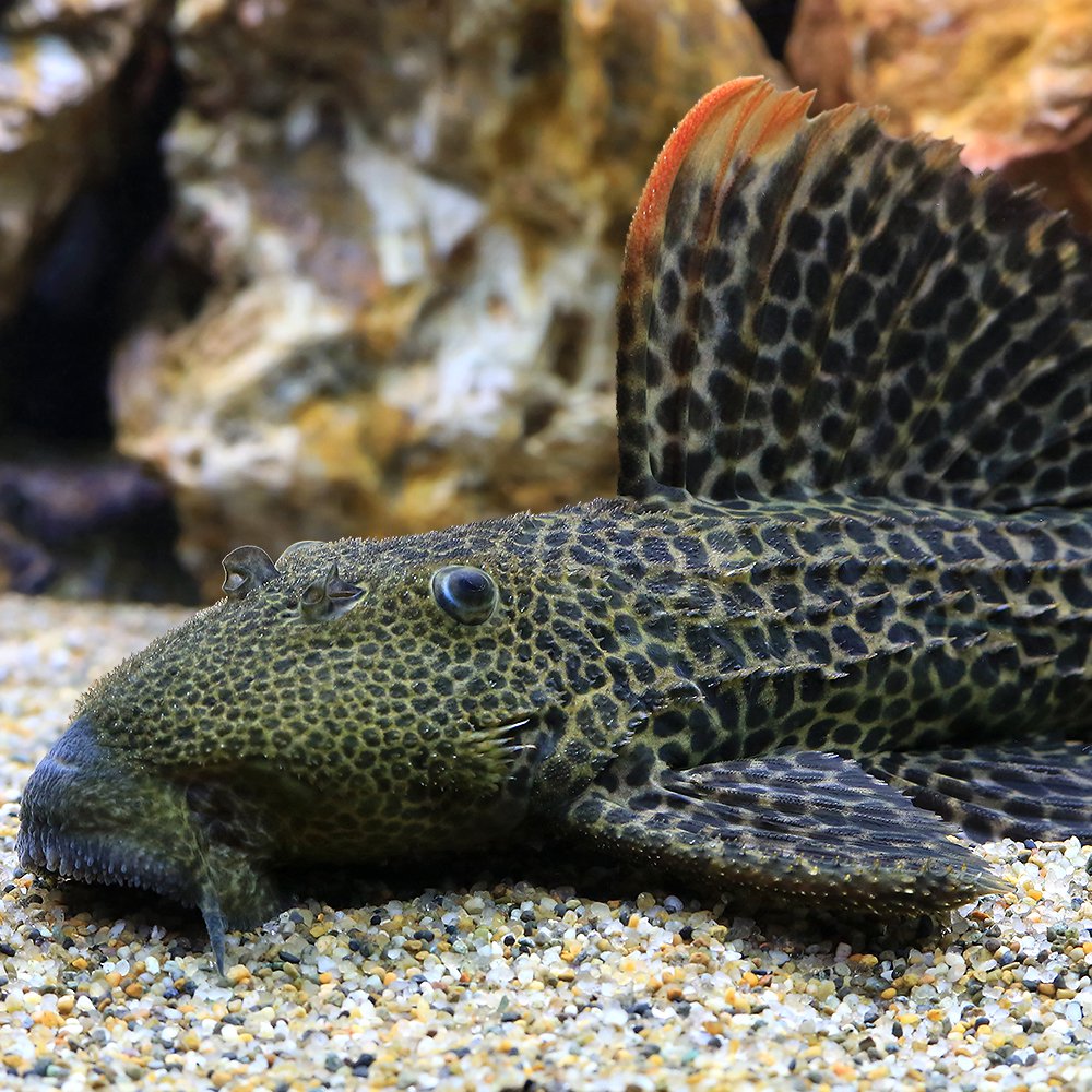 （熱帯魚）Ｌ４２７　スーパーオレンジフィンレオパード・トリム　ジャタプ（ワイルド）（１匹）　北海道・九州航空便要保温　ＣＲＣ13―44―50―00―00