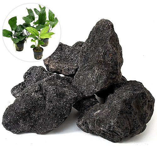 （水草）レイアウト素材水草セットＶｅｒ．溶岩石（おまかせアヌビアス　３種）（１セット）　ＣＲＣ12―23―30―00―00