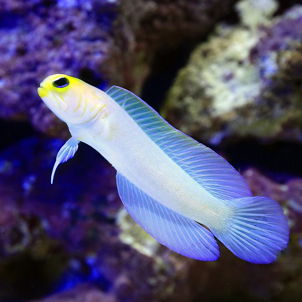 （海水魚）イエローヘッドジョーフィッシュ　Ｍサイズ（１匹）　北海道・九州航空便要保温　ＣＲＣ26―30―44―00―00