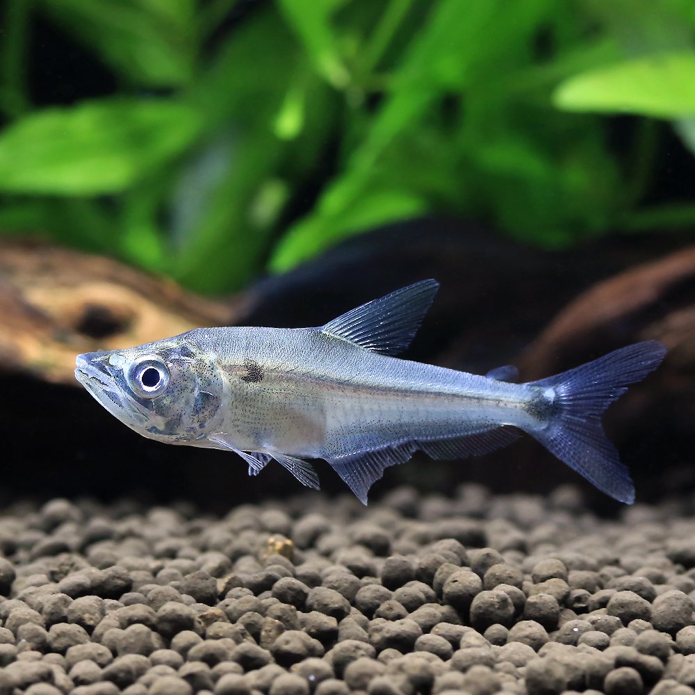 （熱帯魚）ガレオカラックスｓｐ．ペルー（１匹）　北海道・九州航空便要保温　ＣＲＣ13―20―12―00―00