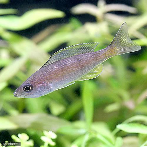 （熱帯魚）キプリクロミス・ゾナータス（１匹）　北海道航空便要保温　ＣＲＣ13―28―46―00―00