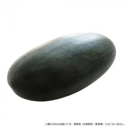 小林種苗 スイカ種子 黒い弾丸 4683 200粒