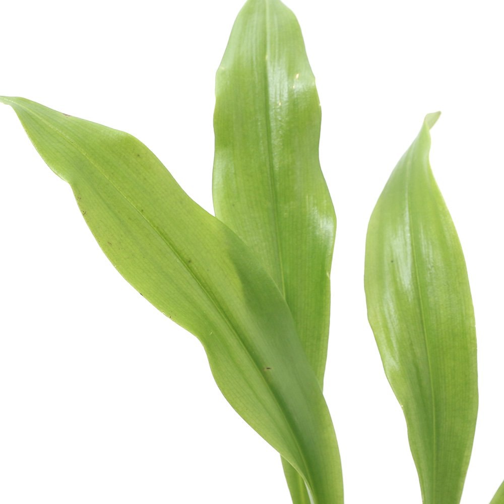 （観葉植物）洋ラン　モンキーオーキッド　ドラクラ　ツボタエ　２．５ー３号（１鉢）　ＣＲＣ15―63―45―00―00