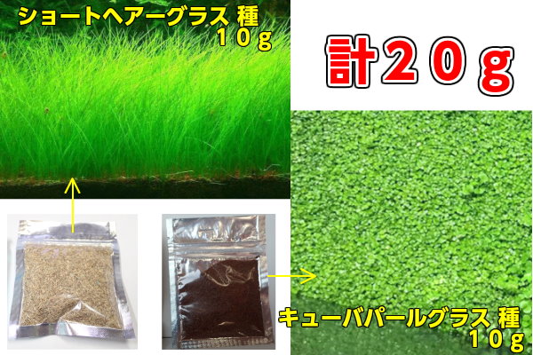 Qoo10] 送料無料水草の種２種セット合計２０g／シ