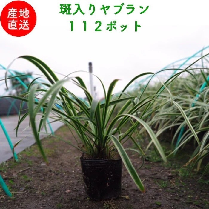 斑入りヤブラン １０.５cmポット １１２株